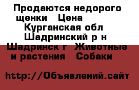 Продаются недорого щенки › Цена ­ 5 000 - Курганская обл., Шадринский р-н, Шадринск г. Животные и растения » Собаки   